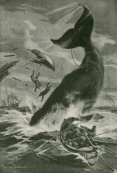 Ein kämpfender Pottwal